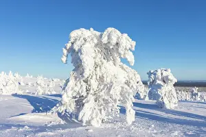 Riisitunturi: Riisitunturi Winter