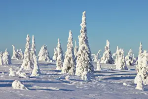 Riisitunturi: Riisitunturi Winter