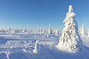 Riisitunturi: Riisitunturi Winter