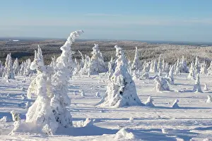 Riisitunturi: Riisitunturi Winter
