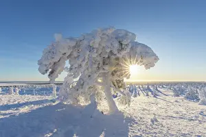 Riisitunturi: Riisitunturi Winter