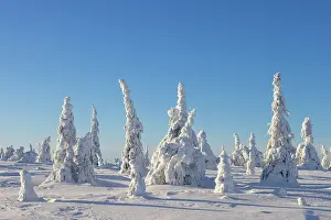 Riisitunturi: Riisitunturi Winter