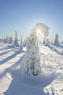 Riisitunturi: Riisitunturi Winter