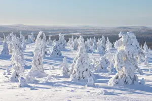 Riisitunturi: Riisitunturi Winter