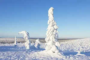 Riisitunturi: Riisitunturi Winter