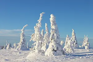Riisitunturi: Riisitunturi Winter