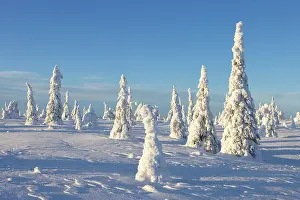Riisitunturi: Riisitunturi Winter