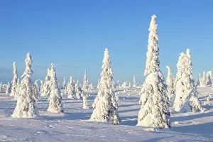 Finland: Riisitunturi Winter
