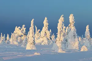 Finland: Riisitunturi Winter