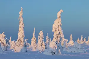 Finland: Riisitunturi Winter
