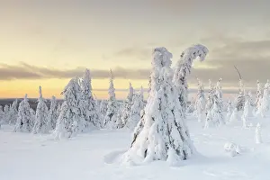 Finland: Riisitunturi Winter