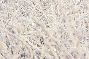 Beek: Rime covered grasses in morning light