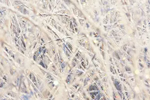 Drentsche: Rime covered grasses in morning light