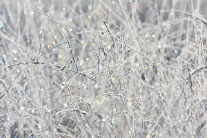 Drentsche: Rime covered grasses in morning light