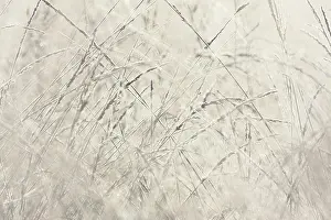 Drentsche: Rime covered grasses in morning light