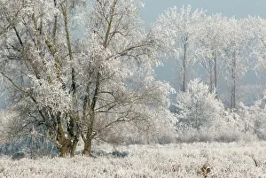 Rime: Rime ice covered winter landscape