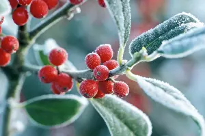 Rimed: Rimed berries of the holly - Frosted