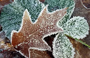 Rimed: Rimed Oak Leaf - with frost