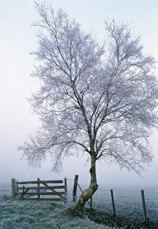 Rimed: Rimed Tree