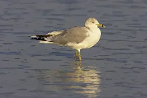Delawarensis: Ring-Billed Gull