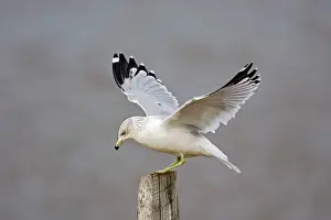 Delawarensis: Ring-billed Gull