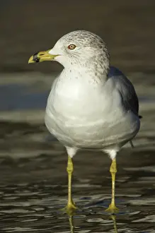 Delawarensis: Ring-Billed Gull