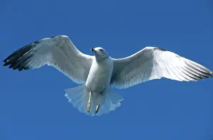 Delawarensis: Ring-billed Gull