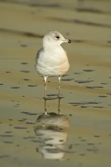 Delawarensis: Ring-Billed Gull