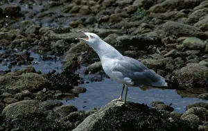Squawking: Ring-billed Gull