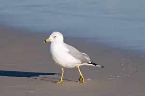 Delawarensis: Ring-billed Gull