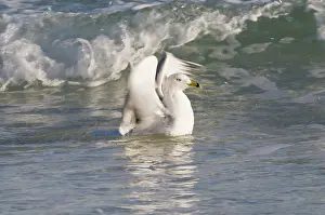 Delawarensis: Ring-Billed Gull