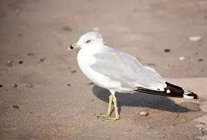 Gulls: Ring-Billed Gull - adult on beach, side profile