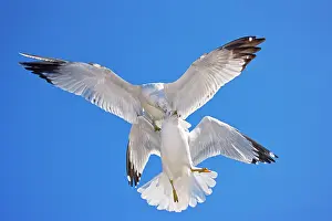 Delawarensis: Ring-billed Gull - Adult Fighting in air - Most