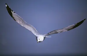 Gulls: RING-BILLED GULL - adult in flight