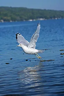 Delawarensis: Ring-billed Gull - Adult flying over lake