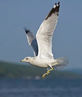 Delawarensis: Ring-billed Gull - Adult flying over lake