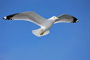 Delawarensis: Ring-billed Gull - Adult soaring
