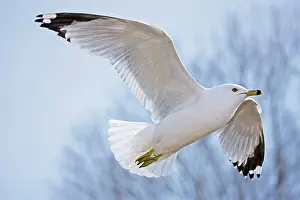 Delawarensis: Ring-billed Gull - Adult soaring - Most commonly