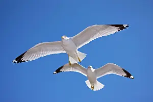 Delawarensis: Ring-billed Gull - Adult soaring - Most commonly