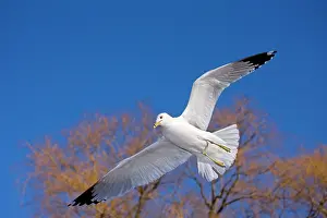 Delawarensis: Ring-billed Gull - Adult soaring - Most commonly