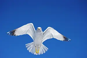 Delawarensis: Ring-billed Gull - Adult soaring - Most commonly