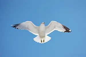 Delawarensis: Ring-billed Gull - adult soaring - Most commonly