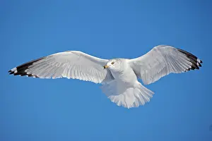 Delawarensis: Ring-billed Gull - adult soaring in flight