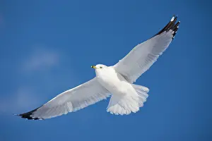 Delawarensis: Ring-billed Gull - adult soaring in flight