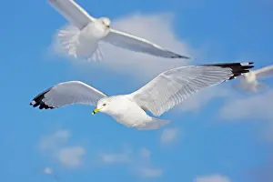 Delawarensis: Ring-billed Gull - adult soaring in flight