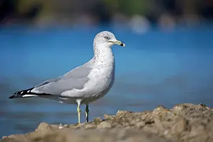Delawarensis: Ring-billed Gull - Adult standing on rock by lake