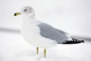 Delawarensis: Ring-billed Gull - adult standing in snow