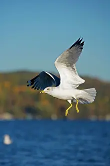 Delawarensis: Ring-billed Gull - adult taking off from lake