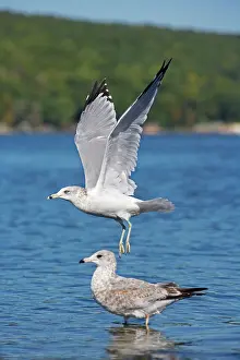 Delawarensis: Ring-billed Gull - Adult taking off from lake -