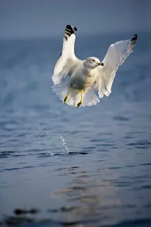 Delawarensis: Ring-billed Gull - Adult taking off from lake